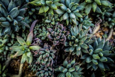 Fototapete Dunkelgrüne Sukkulenten