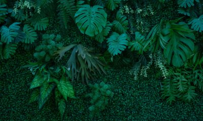 Fototapete Dunkelgrüne Wand