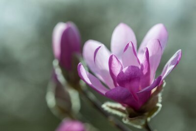 Dunkelviolette Magnolie in Blüte