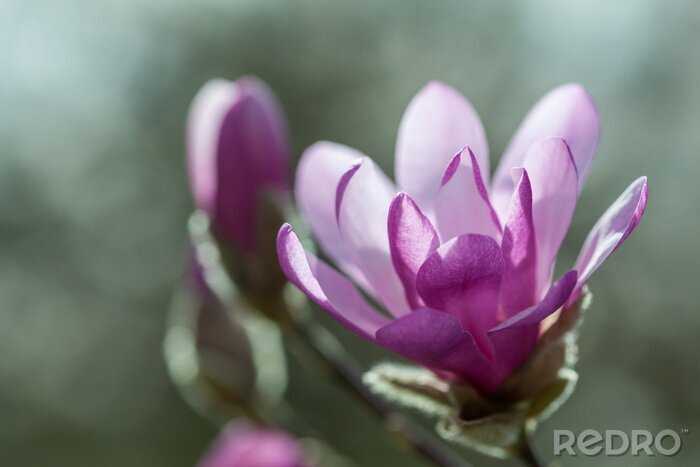 Fototapete Dunkelviolette Magnolie in Blüte