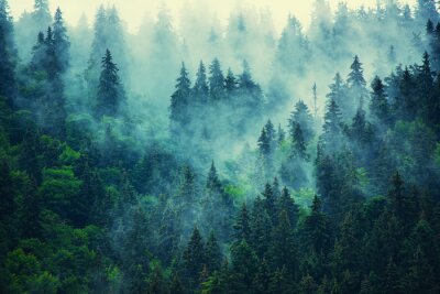 Dunkle bäume im nebel