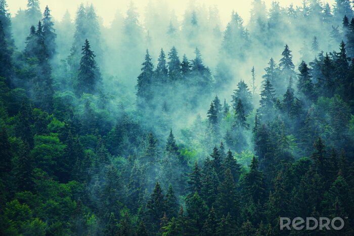 Fototapete Dunkle bäume im nebel