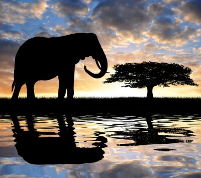 Fototapete Dunkle Elefantensilhouette
