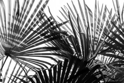 Fototapeten Dunkle Palmblätter