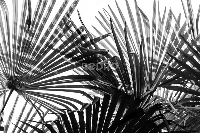 Fototapete Dunkle Palmblätter