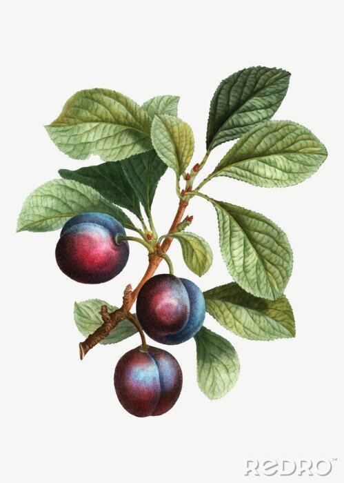 Fototapete Dunkle Pflaumen auf dem Zweig bunte Zeichnung