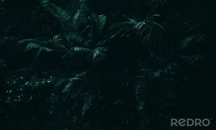 Fototapete Dunkler Dschungel mit Exotische Blätter