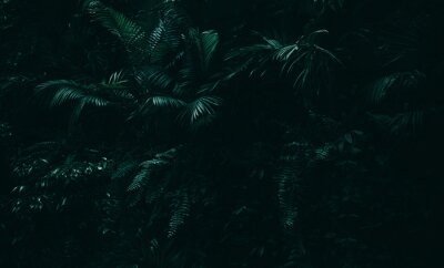 Fototapete Dunkler Dschungel mit Exotische Blätter
