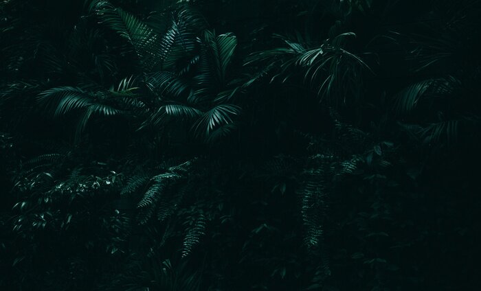 Fototapete Dunkler Dschungel mit Exotische Blätter