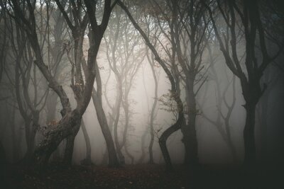 Dunkler Wald im Nebel