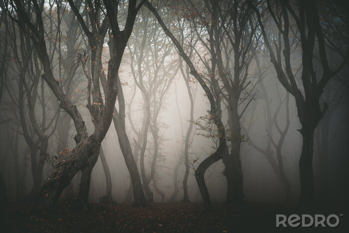 Fototapete Dunkler Wald im Nebel