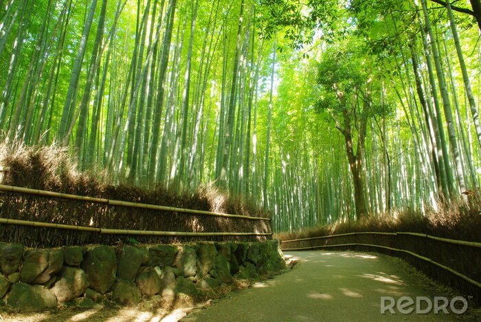 Fototapete Durch den Bambuswald führender Pfad