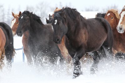 Fototapete Durch den schnee laufende pferdeherde