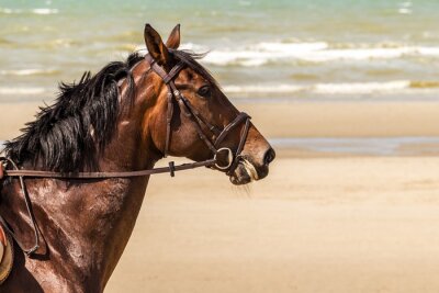 Fototapete Durch den strand laufendes pferd