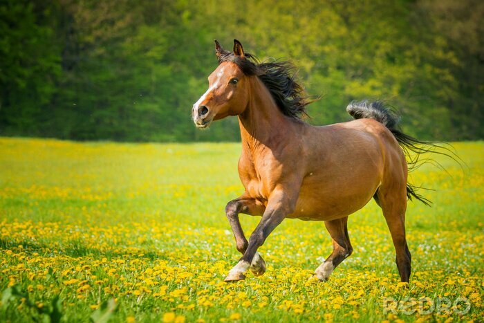 Fototapete Durch die wiese eilende stute