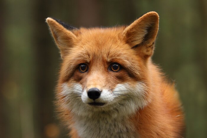 Fototapete durch die Wiese laufender Fuchs