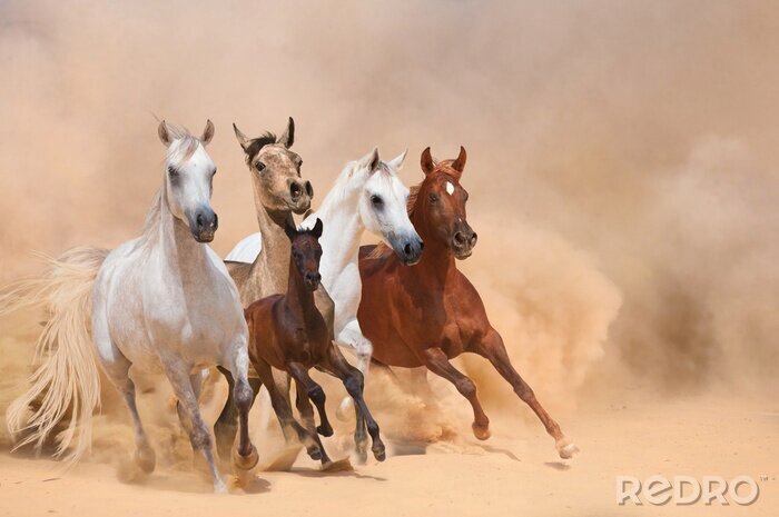 Fototapete Durch die wüste galoppierende pferdeherde