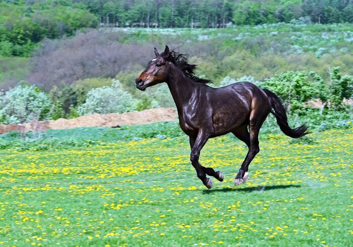 Fototapete Durch eine grüne wiese laufender hengst