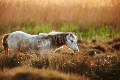 Fototapete Durch eine wiese laufendes pferd