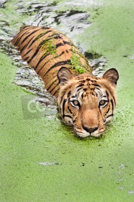 Fototapete Durch sumpfiges wasser schwimmender tiger
