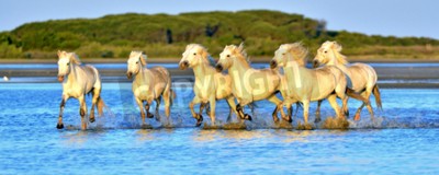 Fototapete Durchs wasser laufende pferdeherde