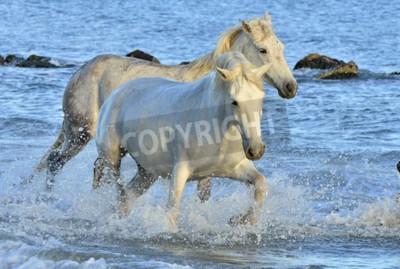 Fototapete Durchs wasser laufende weiße pferde
