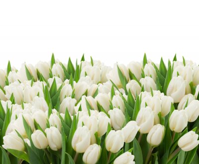 Fototapete Dutzende von weißen Tulpen