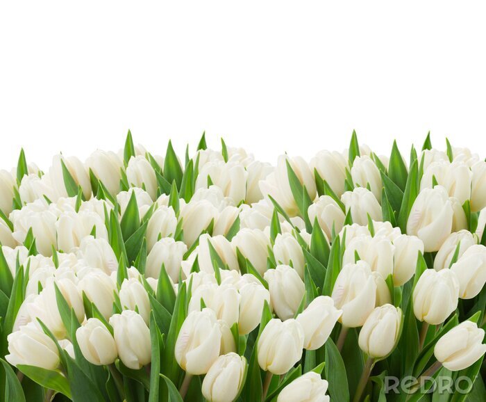 Fototapete Dutzende von weißen Tulpen