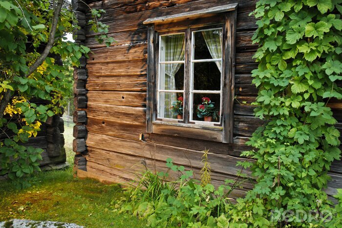 Fototapete Efeu an holzhütte