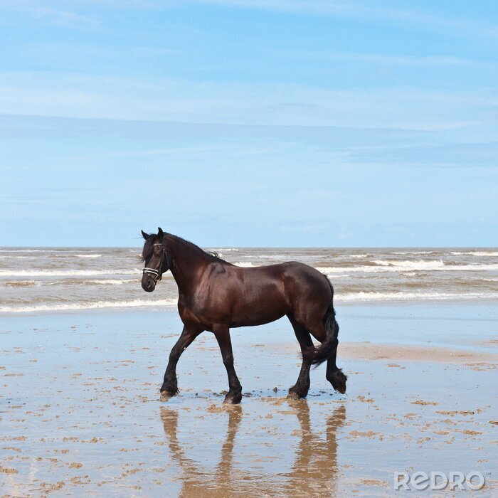 Fototapete Ehrwürdiges Pferd am Strand