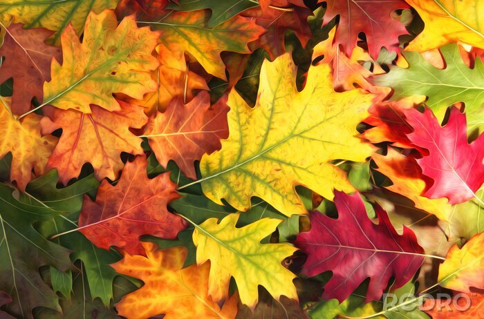 Fototapete Eichenblätter in Herbstfarben