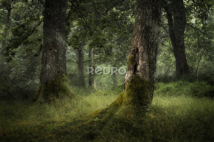 Fototapete Eichenwald in Schottland