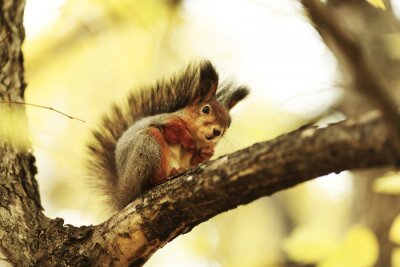Fototapete Eichhörnchen auf Zweig