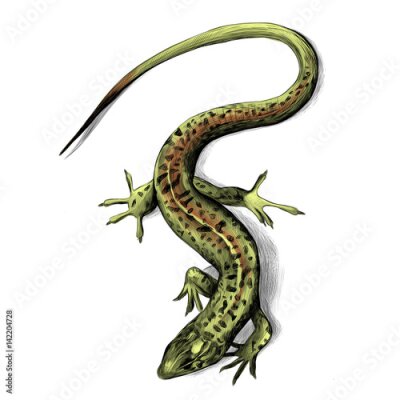 Fototapete Eidechsen-Draufsicht Crawling, Skizze Vektorgrafiken Farbbild