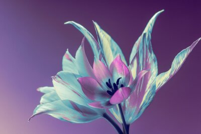 Ein blühender Tulpenkopf