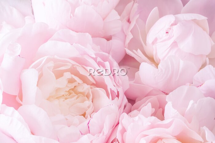Fototapete Ein Bouquet aus duftenden Pfingstrosen in Pastellrosa