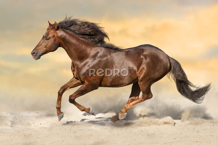 Fototapete Ein braunes Pferd, das in die Wüste galoppiert