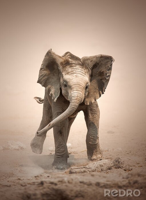 Fototapete Ein Elefant spielt im Sand