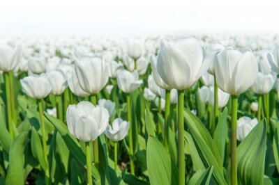 Fototapete Ein Feld voller weißer Tulpen