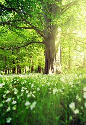 Fototapete Ein frühlingshafter Laubwald voller frischem Grün