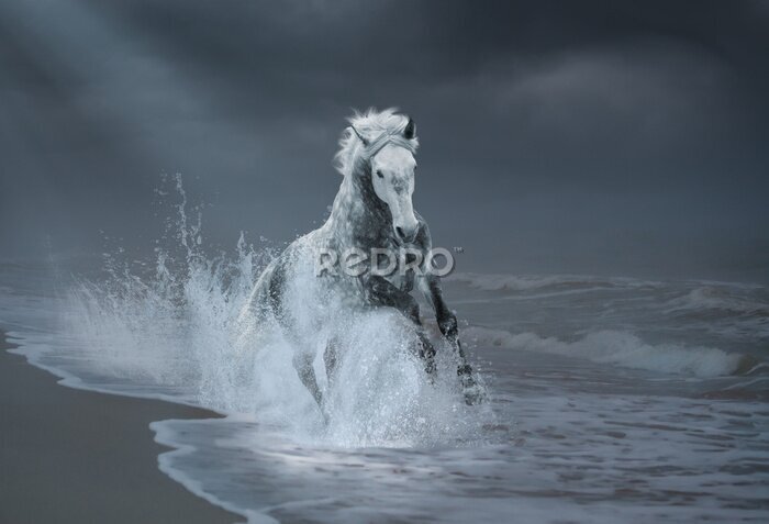 Fototapete Ein graues Pferd, das entlang der Küste galoppiert