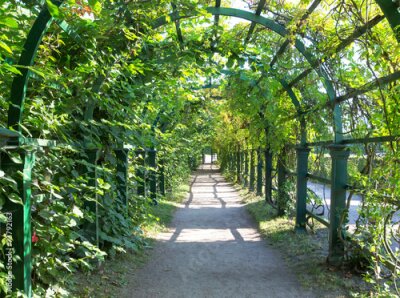 Fototapete Ein grüner Tunnel aus Weinreben
