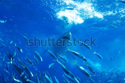 Fototapete Ein Hai jagt einen Fischschwarm