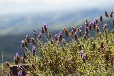 Fototapete Ein Heidebusch Nahaufnahme
