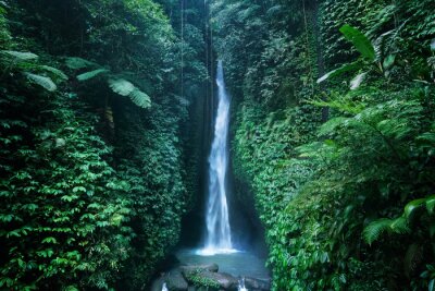 Fototapete Ein hoher Wasserfall im tropischen Dschungel auf Bali