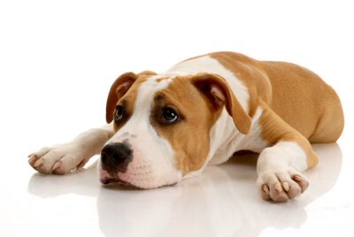 Fototapete Ein lateinischer Hund auf weißem Hintergrund