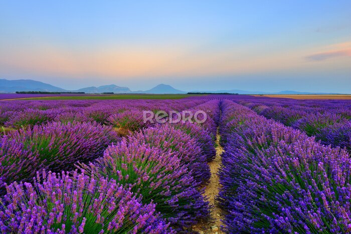 Fototapete Ein Lavendelfeld in der Abenddämmerung