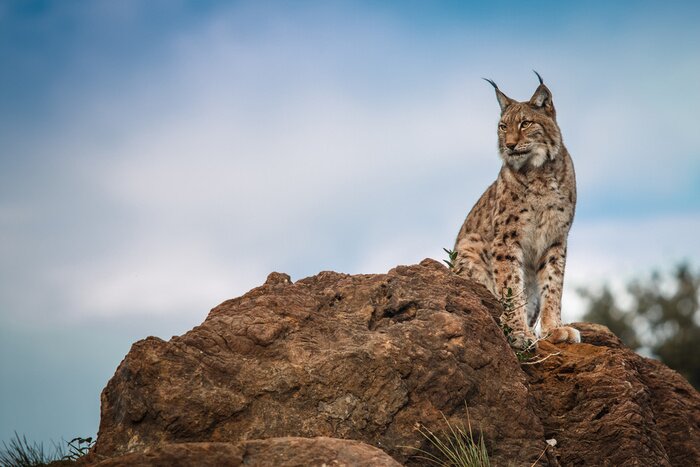 Fototapete Ein Luchs sitzt auf einem Stein