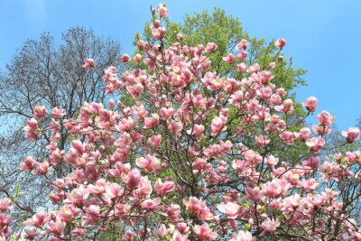 Fototapete Ein Magnolienbaum mit Himmel im Hintergrund