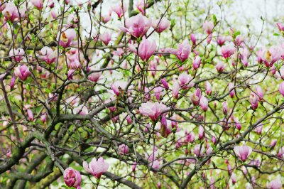 Fototapete Ein Magnolienbaum mit Pflanzen im Hintergrund